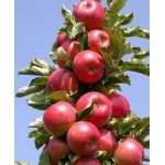 Саженец яблони колоновидной "Джин" Саженец яблони колоновидной "Джин"